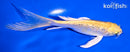 5.5" GINRIN YAMABUKI OGON BUTTERFLY