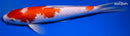11" KOHAKU