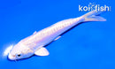 4.5" PLATINUM OGON