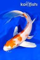8.75" HARIWAKE BUTTERFLY