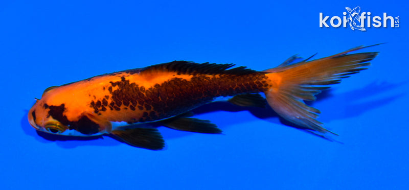 5.25" WAKIN GOLDFISH