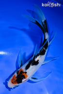 5.5" SANKE BUTTERFLY