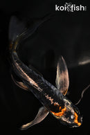 5.5" ARAGOKE KIKOKURYU BUTTERFLY