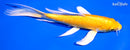 6.5" YAMABUKI OGON BUTTERFLY