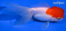 4.75" ORANDA GOLDFISH