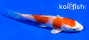 4" HARIWAKE