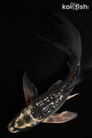 5.25" GINRIN BENI GINGA BUTTERFLY