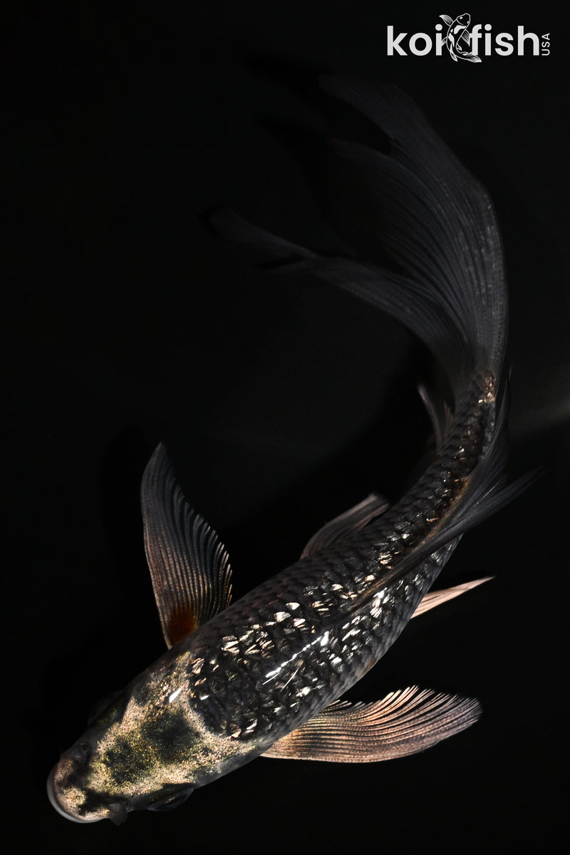 5.25" GINRIN BENI GINGA BUTTERFLY