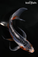 5.5" HI SHUSUI BUTTERFLY