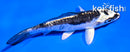 4" ARAGOKE KIKOKURYU