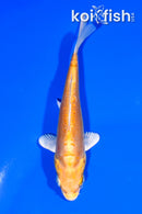 4.75" DOITSU YAMABUKI OGON