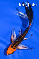 4.5" BENI KIKOKURYU BUTTERFLY