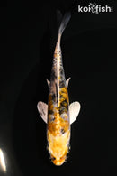 4.5" ARAGOKE HEISEI NISHIKI