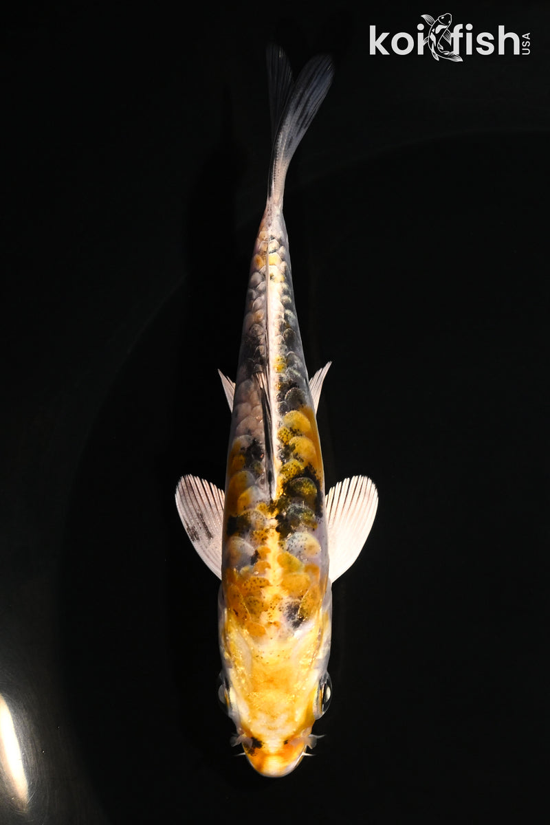 4.5" ARAGOKE HEISEI NISHIKI