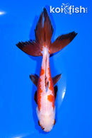 6" WATONAI GOLDFISH