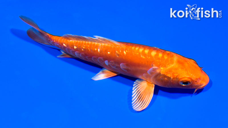 5" GINRIN ARAGOKE ORENJI OGON