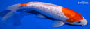 9.25" GINRIN KOHAKU