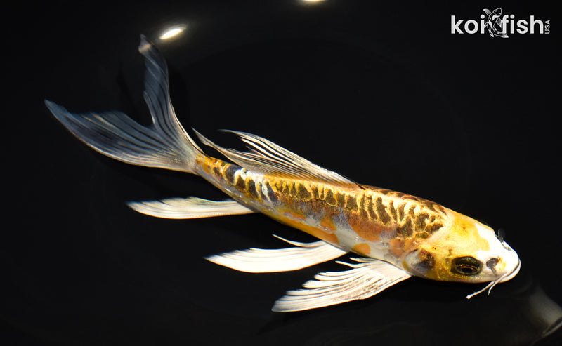8.25" ARAGOKE KIN KIKOKURYU BUTTERFLY