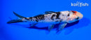 6" DOITSU SANKE