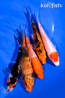 PACK OF (5) 4-5" STANDARD KOI