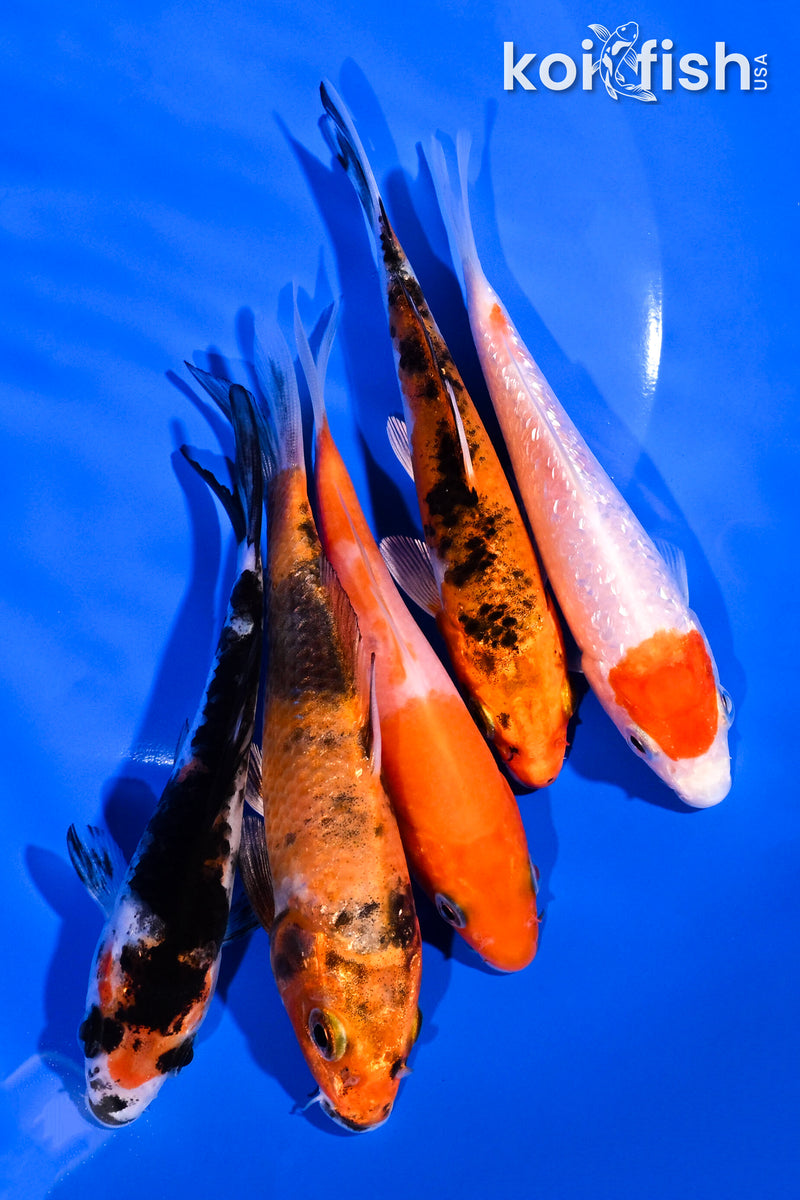 PACK OF (5) 4-5" STANDARD KOI