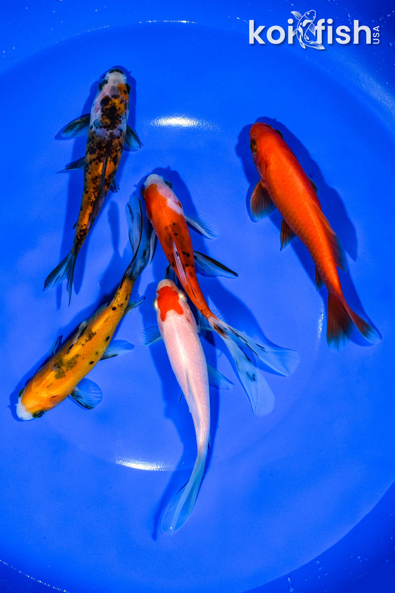 PACK OF (5) 4.75"-5" ASSORTED GOLDFISH
