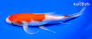8.5" KOHAKU BUTTERFLY