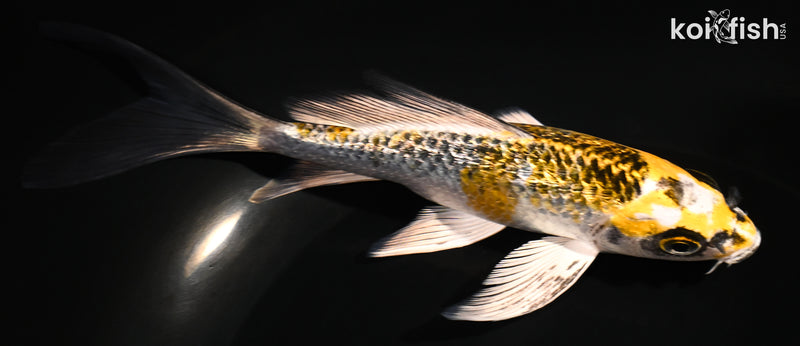 5.75" GINRIN KUJAKU BUTTERFLY