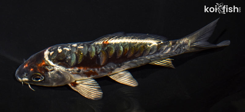 5.75" ARAGOKE BENI KIKOKURYU