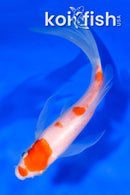 6.25" KOHAKU BUTTERFLY