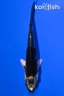 4.25" BENI GINNGA