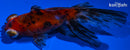 4.75" CALICO TELESCOPE GOLDFISH