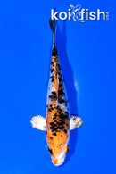 5.25" GINRIN YAMATO NISHIKI