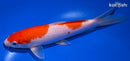 6.75" KOHAKU