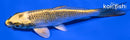 4.75" KI MATSUBA
