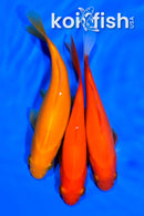 PACK OF (5) 4-4.5" COMET GOLDFISH