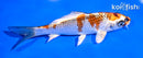 5.5"  KUJAKU