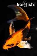 6.75" KIN HI UTSURI BUTTERFLY