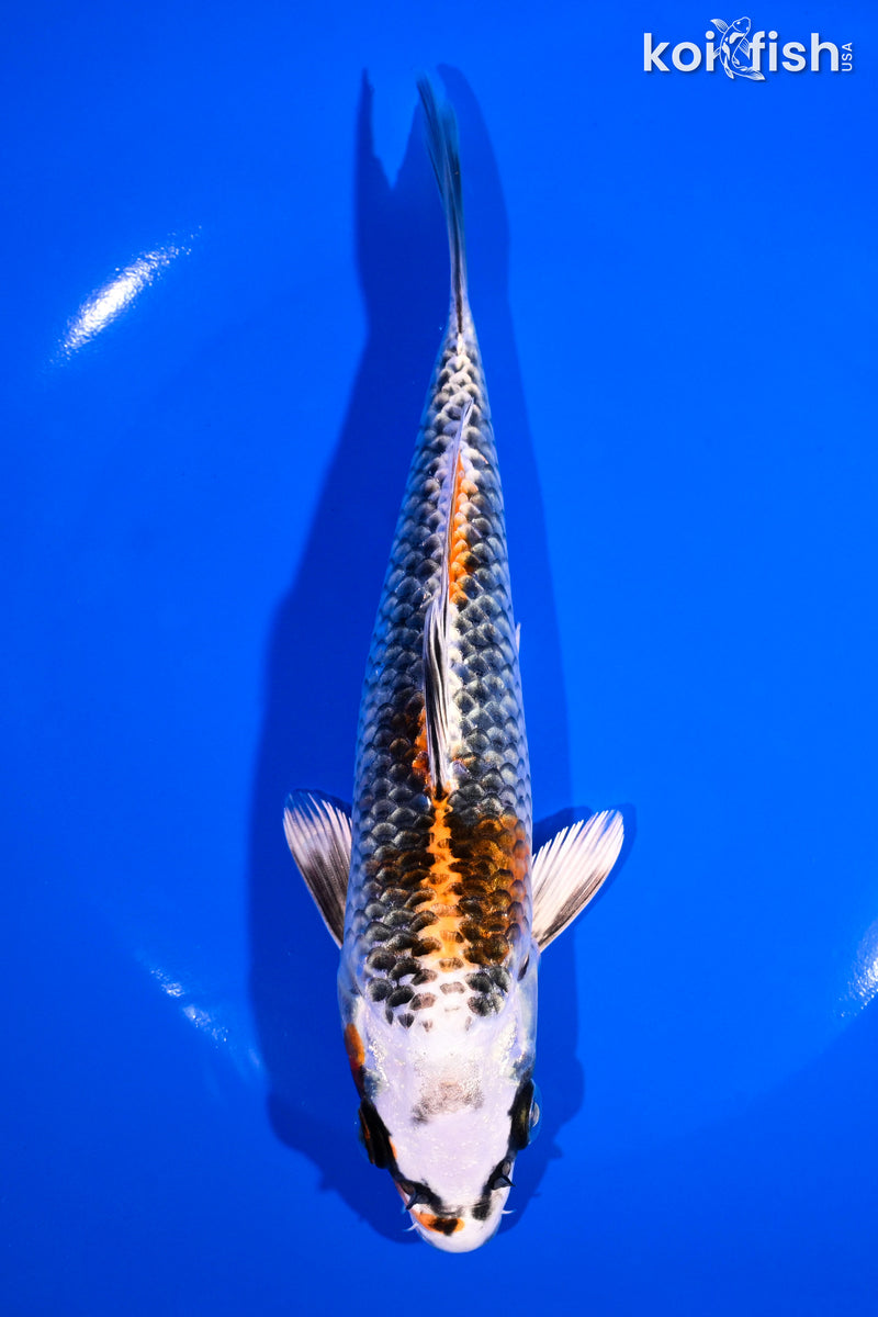 7.25" BENI GINGA