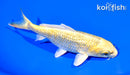 5.5" GINRIN YAMABUKI OGON