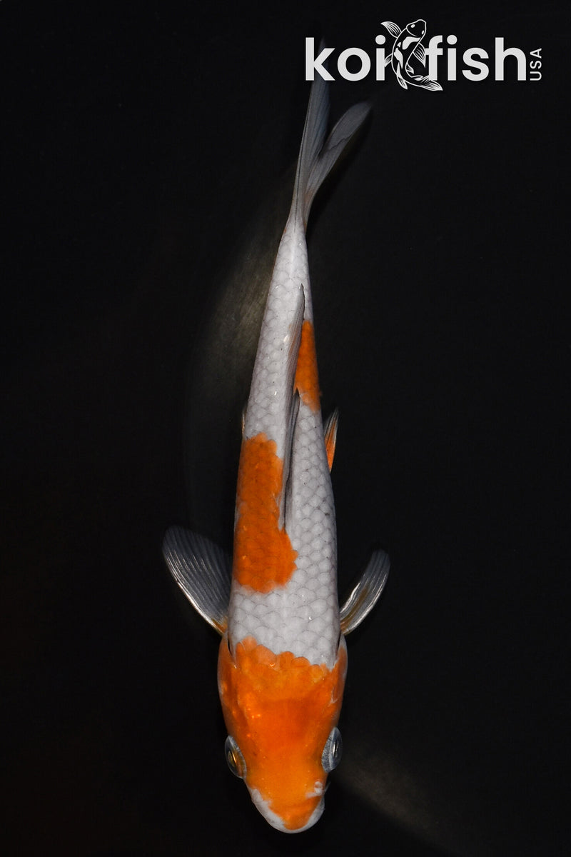 5.25" OCHIBA SHIGURE