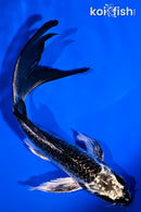 5.5" GINGA BUTTERFLY