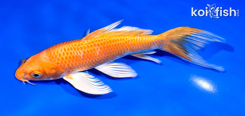 7" ORENJI OGON BUTTERFLY