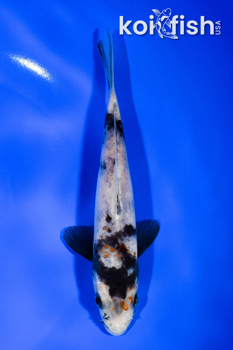 5.75" SHOWA