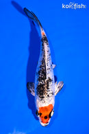 5" GINRIN YAMATO NISHIKI
