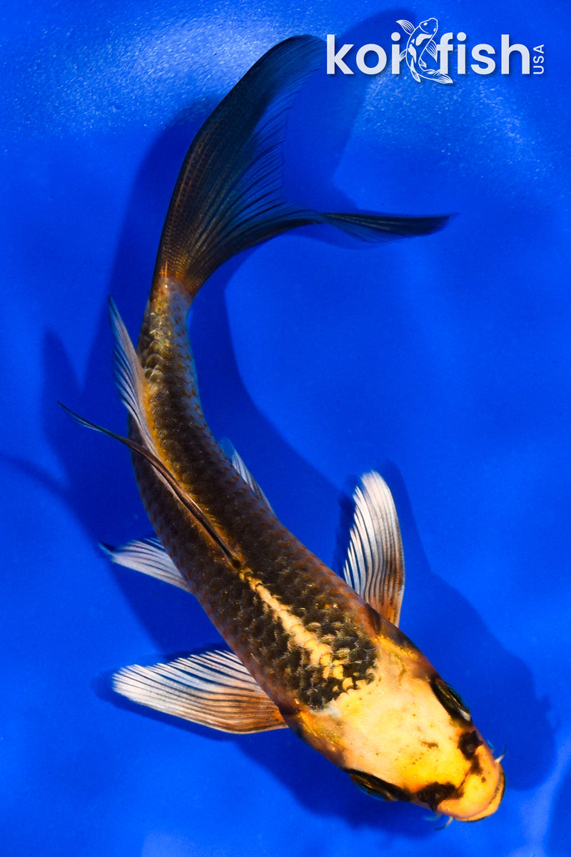 5" ORENJI MATSUBA BUTTERFLY