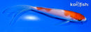 5" NIDAN KOHAKU BUTTERFLY