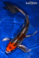 9.25" KUJAKU BUTTERFLY