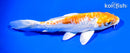 6.5" DOITSU HARIWAKE