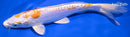 8" KIKUSUI